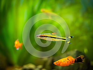 Denison barb Sahyadria denisonii in a tropical aquarium