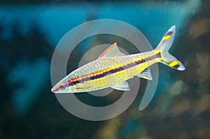 Denison\'s barbus (Latin Sahyadri denisonii) with beautiful stripes on a dark background of the seabed.