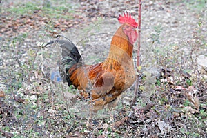 `Denizli` rooster