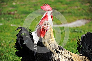 Denizli rooster, The typical rooster breed in Denizli province