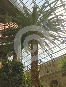 Denmark, Copenhagen, 26 H. C. Andersens Blvd, Ny Carlsberg Glyptotek, winter garden, palm tree