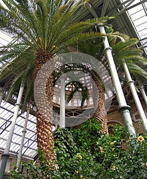 Denmark, Copenhagen, 26 H. C. Andersens Blvd, Ny Carlsberg Glyptotek, Winter Garden, two palm trees