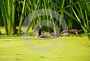 Denmark, Copenhagen, Faelledparken, three ducks in a water pond with duckweed
