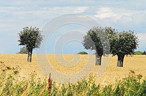 Denmark- Panoramic Landscape of Fields and Trees