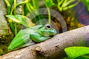 Dennys giant tree frog posing in profile