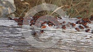 Dense accumulation of insects on the tree trunk