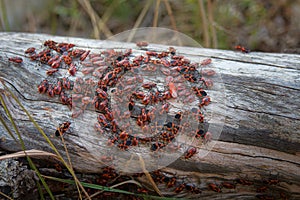 Dense accumulation of insects on the tree trunk