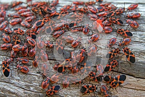 Dense accumulation of insects on the tree trunk