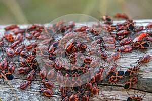 Dense accumulation of insects on the tree trunk