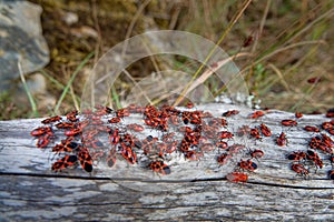 Dense accumulation of insects on the tree trunk