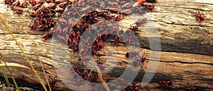 Dense accumulation of insects on the tree trunk