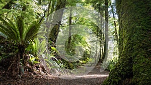 Dense ancient forest with ferns and path leading through it