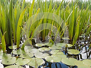 Dense aquatic vegetation at eutrophic lake photo