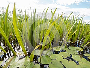 Dense aquatic vegetation at eutrophic lake
