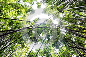 Dense bamboo forest at the Pipiwai trail