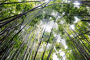 Dense bamboo forest at the Pipiwai trail