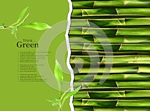 Dense bamboo stalk