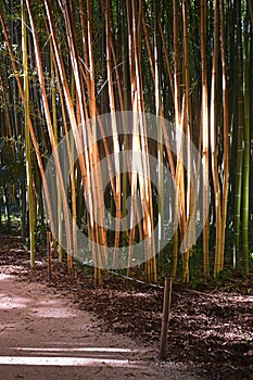 Dense bamboo sticks poles in Bambouseraie de Prafrance Cevennes bamboo park, Generargues, Languedoc, France