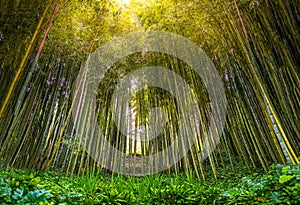 Dense bamboo zen grove forest sun rays filter through trees in zen grove