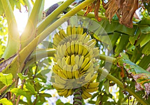 Dense banana grove in the Maldives