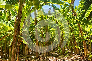 Dense banana grove in the Maldives