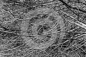Dense Bare Branches 3