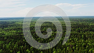 Dense beautiful mixed green forest in summer. Aerial view