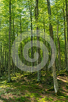 Very Beautiful Beech forest in summertime