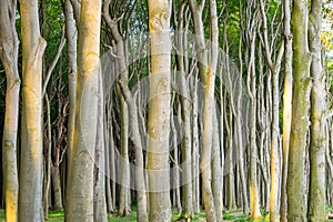 Dense beech tree forest