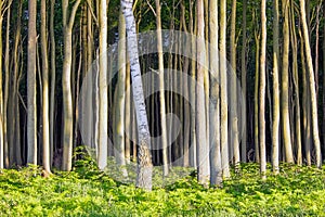 Dense beech tree forest