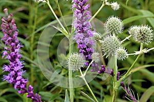 Dense Blazing Star  602034