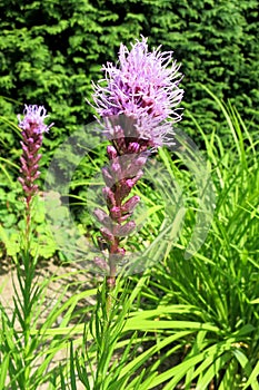 Dense blazing star (Liatris spicata)