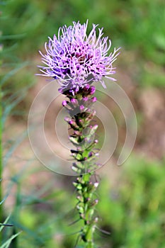 Dense blazing star or Liatris spicata flowering plant with tall spikes of purple flowers fully open at top