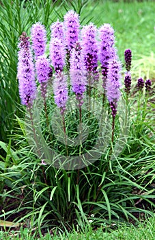 Dense blazing star perennial