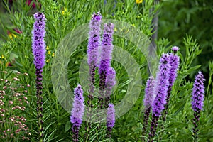 The dense blazing star or prairie feather Liatris spicata