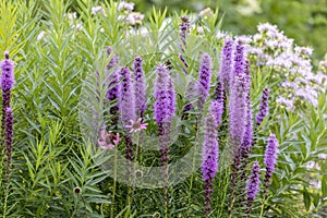 The dense blazing star or prairie feather Liatris spicata