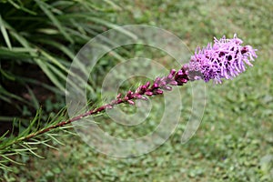 Dense blazing star, Prairie gay feather Liatris spicata