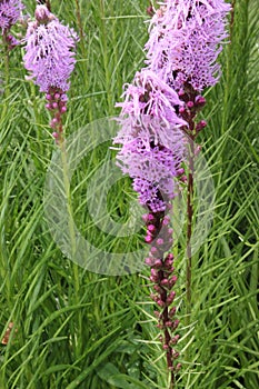 Dense blazing star, Prairie gay feather Liatris spicata