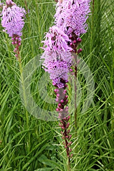 Dense blazing star, Prairie gay feather Liatris spicata