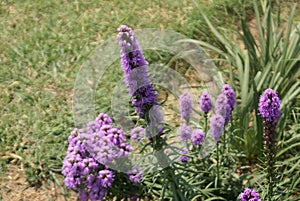 Dense blazing star, Prairie gay feather Liatris spicata