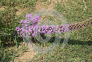 Dense blazing star, Prairie gay feather Liatris spicata