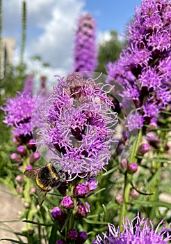 Dense blazing star violet plant and bumblebee on it