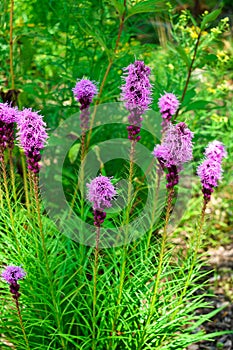 Dense Blazingstar, Liatris Spicata Wildflower