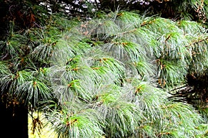 Dense cedar needles. Evergreen cedar. Coniferous forest. Siberia