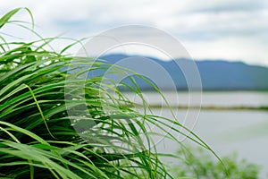 A dense clump of grass