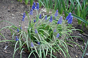 Dense cluster of blue flowers of Armenian grape hyacinths