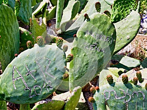 Graffiti Carved on Fruiting Prickly Pear Cactus Leaves, Greece