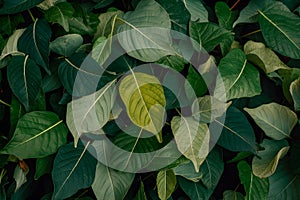 Dense cluster of green leaves in various shapes with visible veins