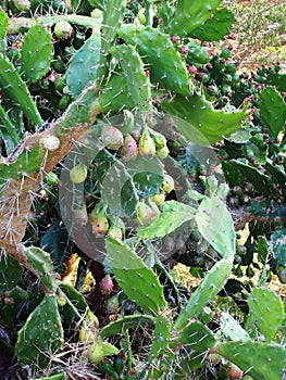 Prickly Pear Long Thorns and Fruit