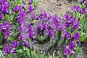 Dense cluster of purple flowers of dwarf irises